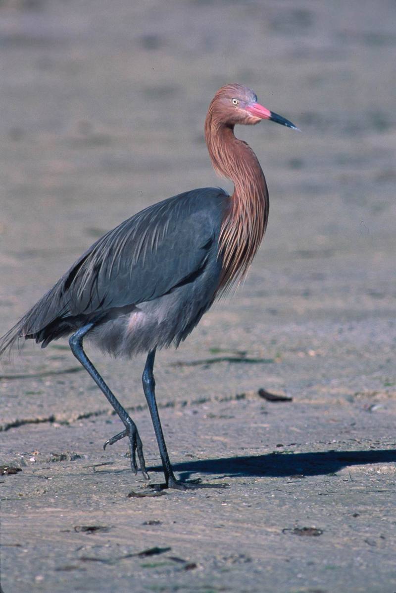 Reddish Egret (Egretta rufescens) {!--붉은백로, 적로(赤鷺)-->; DISPLAY FULL IMAGE.