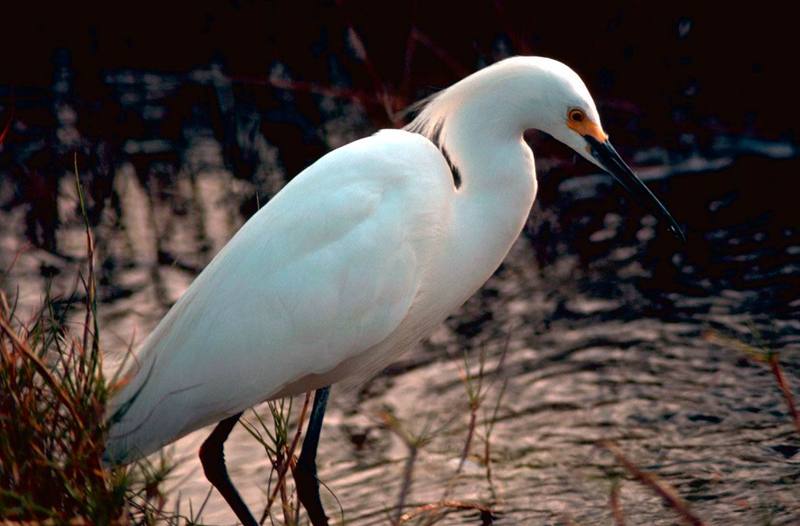 Snowy Egret (Egretta thula) {!--아메리카쇠백로-->; DISPLAY FULL IMAGE.