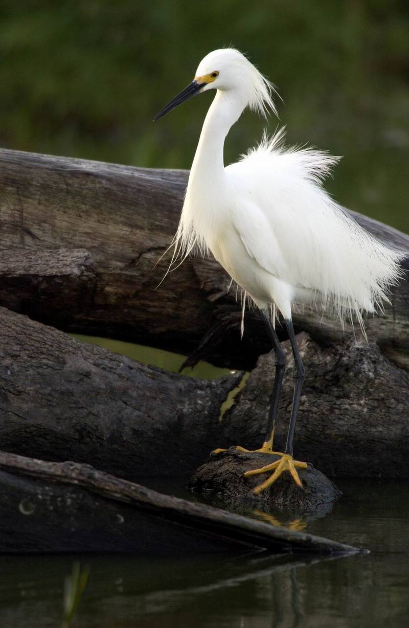 Snowy Egret (Egretta thula) {!--아메리카쇠백로-->; DISPLAY FULL IMAGE.