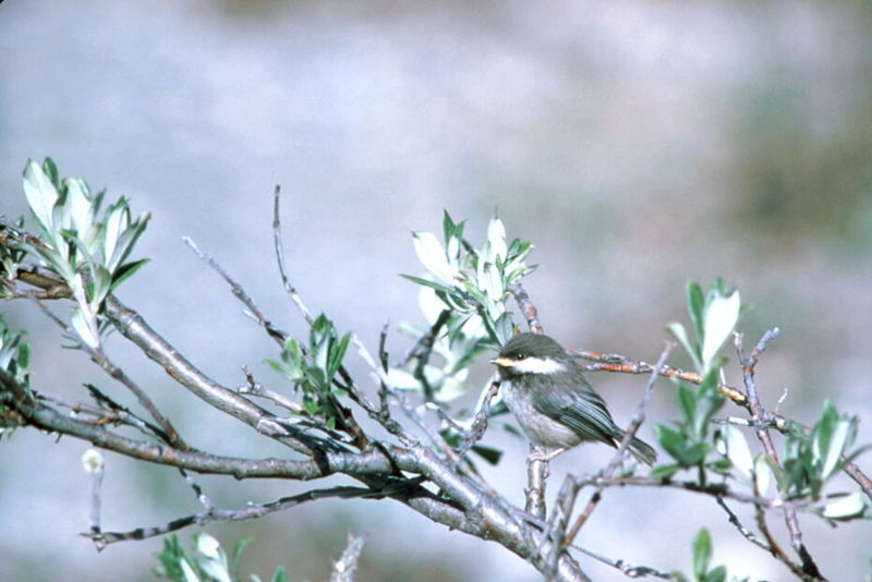 Black-capped Chickadee (Parus atricapillus) {!--검은머리쇠박새(아메리카쇠박새)-->; DISPLAY FULL IMAGE.