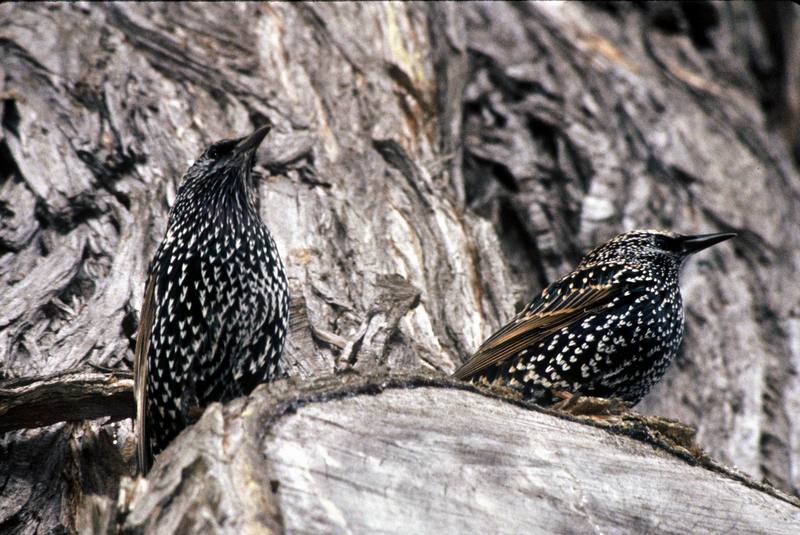 Common Starlings (Sturnus vulgaris) {!--흰점찌르레기-->; DISPLAY FULL IMAGE.