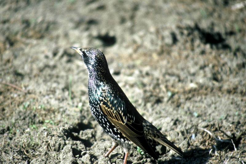 Common Starling (Sturnus vulgaris) {!--흰점찌르레기-->; DISPLAY FULL IMAGE.