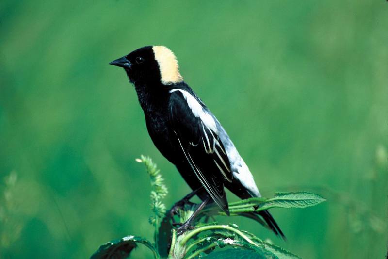 Bobolink (Dolichonyx oryzivorus) {!--쌀먹이새, 미식조(米食鳥)-->; DISPLAY FULL IMAGE.