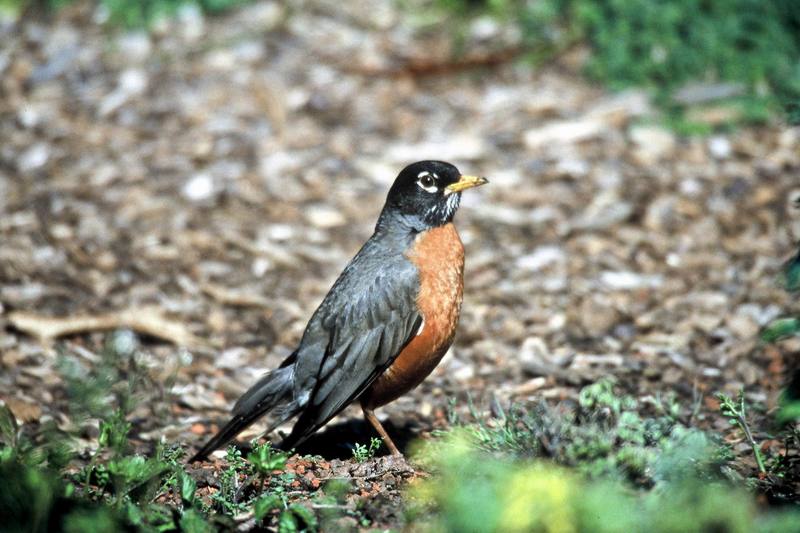 American Robin (Turdus migratorius) {!--아메리카붉은가슴울새(아메리카울새)-->; DISPLAY FULL IMAGE.