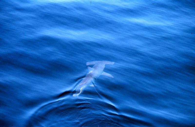 Hammerhead Shark (Sphyrna sp.) {!--귀상어류-->; DISPLAY FULL IMAGE.
