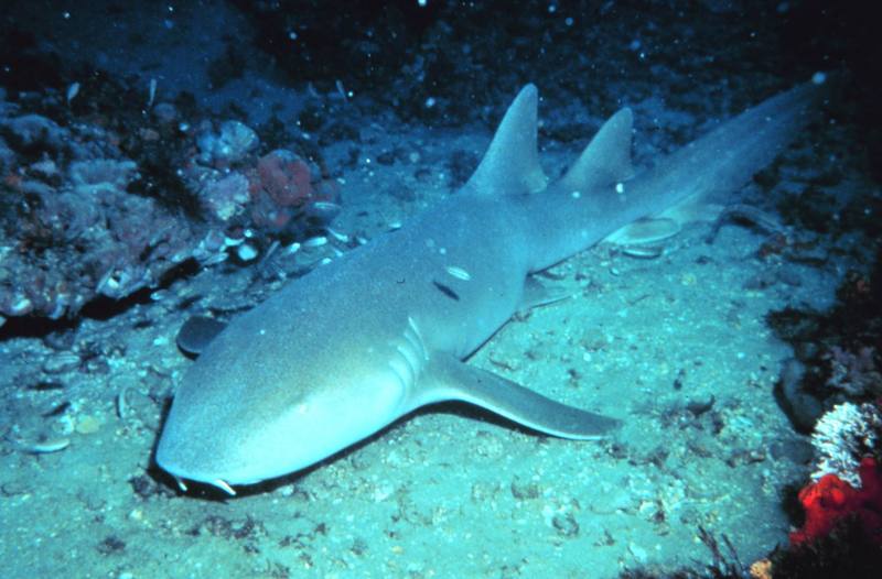 Nurse Shark (Ginglymostoma cirratum) {!--대서양수염상어-->; DISPLAY FULL IMAGE.