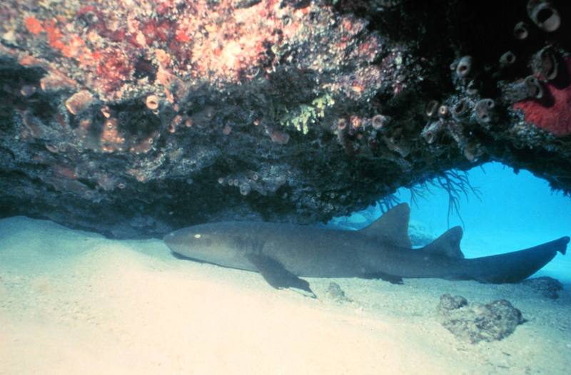 Nurse Shark (Ginglymostoma cirratum) {!--대서양수염상어-->; DISPLAY FULL IMAGE.