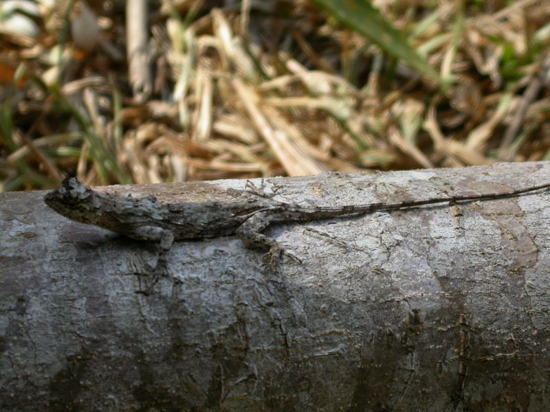 Dusky Gliding Lizard in Khao soi dao, Chanthaburi, Thailand; DISPLAY FULL IMAGE.