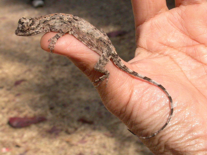 Dusky Gliding Lizard; DISPLAY FULL IMAGE.