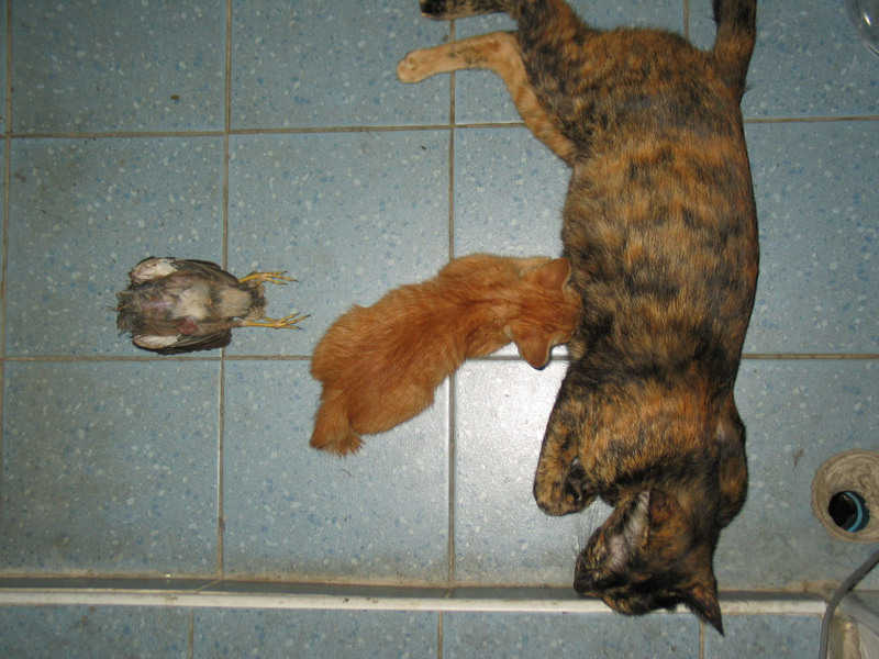 Common Myna and Two Cats.; DISPLAY FULL IMAGE.