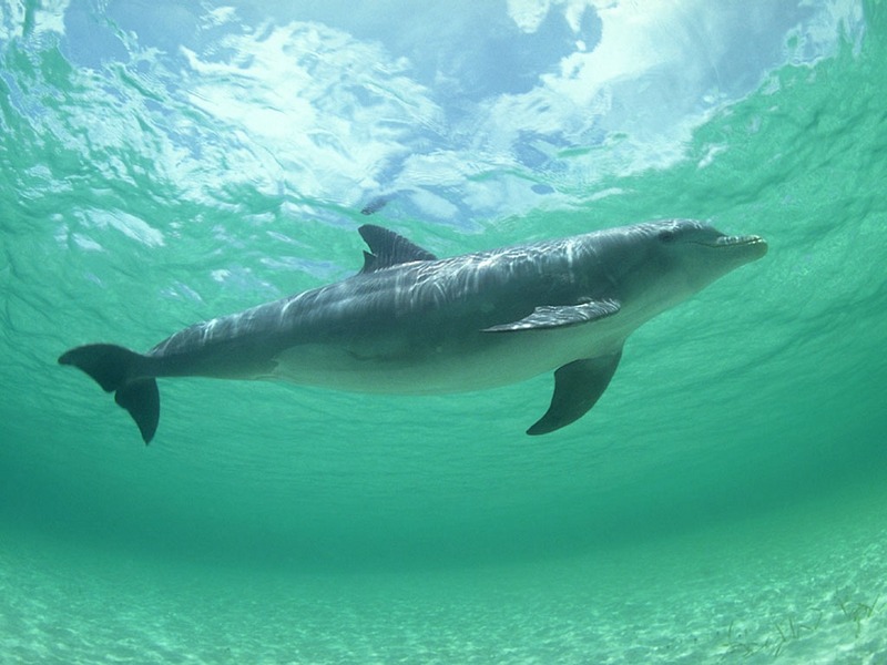 Screen Themes - Dolphins & Whales - Bottlenosed Dolphin; DISPLAY FULL IMAGE.