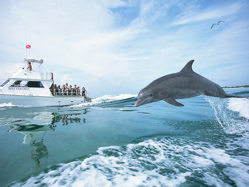 Screen Themes - Dolphins & Whales - Bottlenosed Dolphin & Boat; DISPLAY FULL IMAGE.