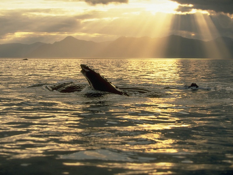 Screen Themes - Dolphins & Whales - Humpback Whale & Afternoon Sunbeams; DISPLAY FULL IMAGE.