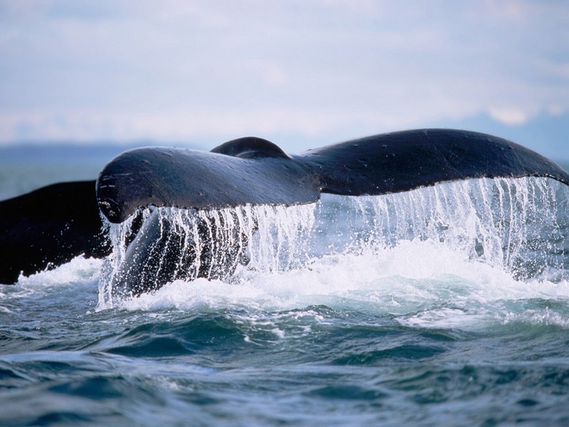 Screen Themes - Dolphins & Whales - Humpback Whale Tail; DISPLAY FULL IMAGE.