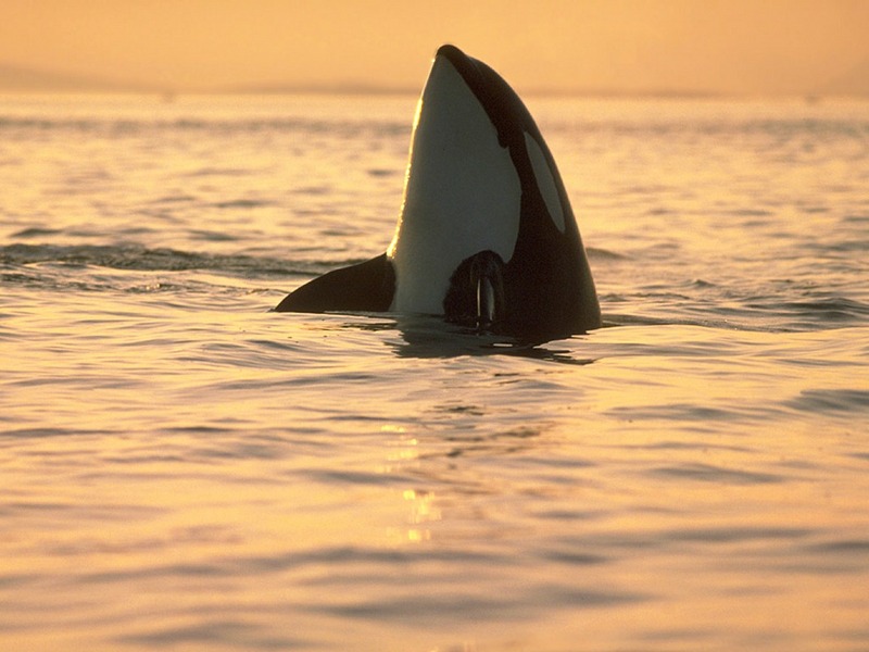 Screen Themes - Dolphins & Whales - Orca Observation; DISPLAY FULL IMAGE.