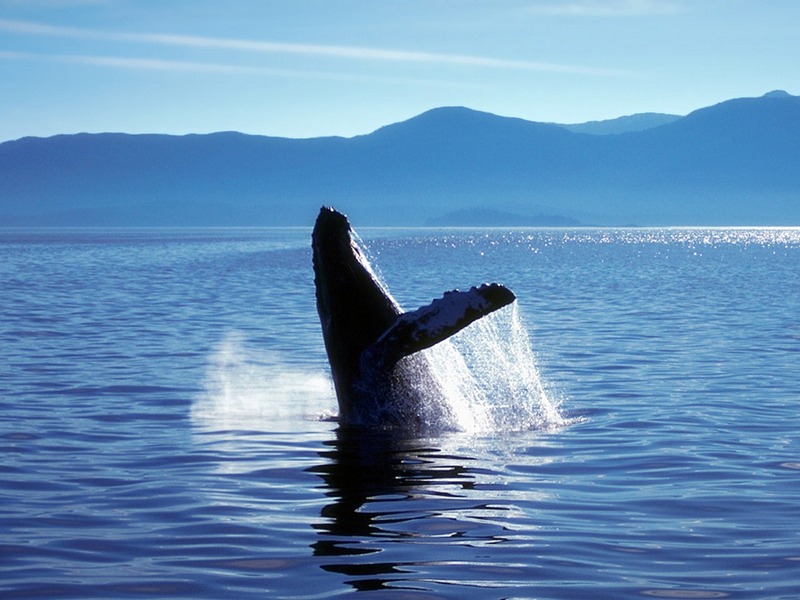 Screen Themes - Dolphins & Whales - Skyhopping Humpback Whale; DISPLAY FULL IMAGE.