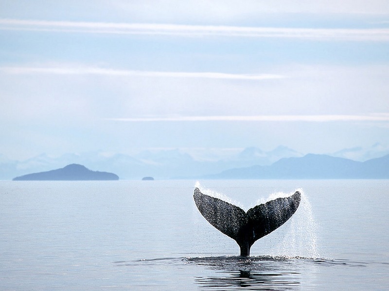 Screen Themes - Dolphins & Whales - Tail Flukes on a Humpback Whale; DISPLAY FULL IMAGE.