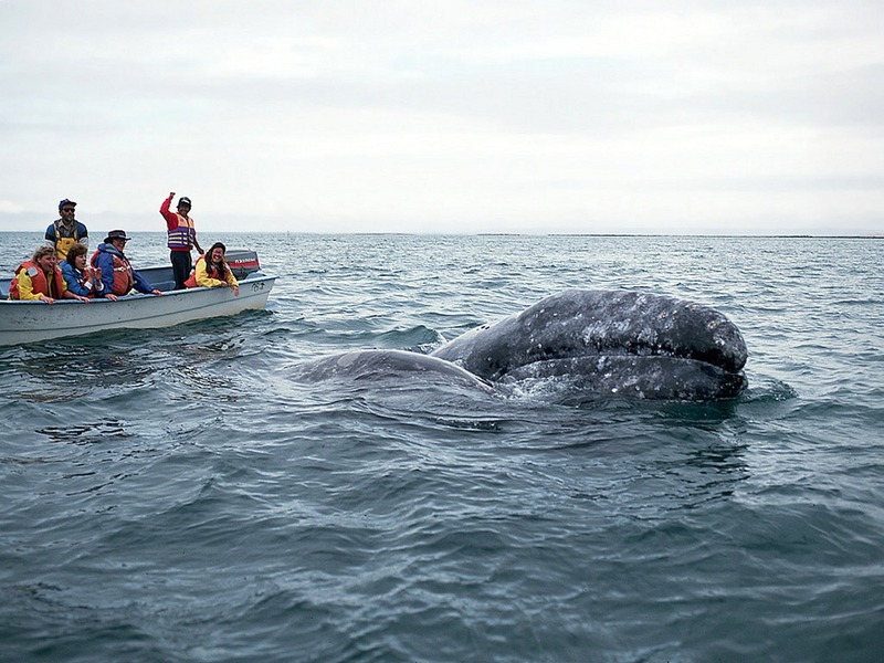 Screen Themes - Dolphins & Whales - Whale Watchers & Gray Whale; DISPLAY FULL IMAGE.
