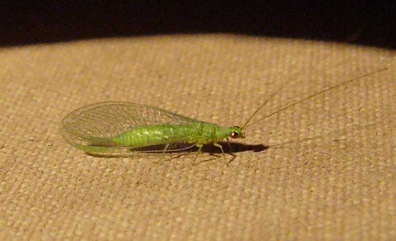 lacewing; DISPLAY FULL IMAGE.