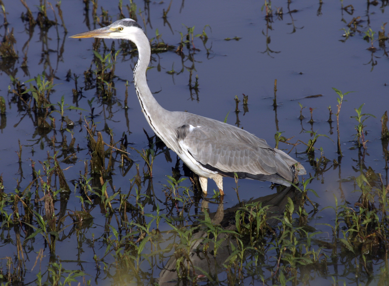 Heron Kruger National Park South Africa; DISPLAY FULL IMAGE.