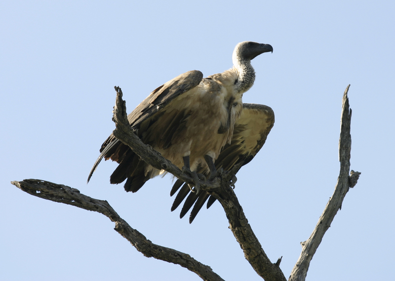 African White-backed Vulture Kruger National Park South Africa; DISPLAY FULL IMAGE.