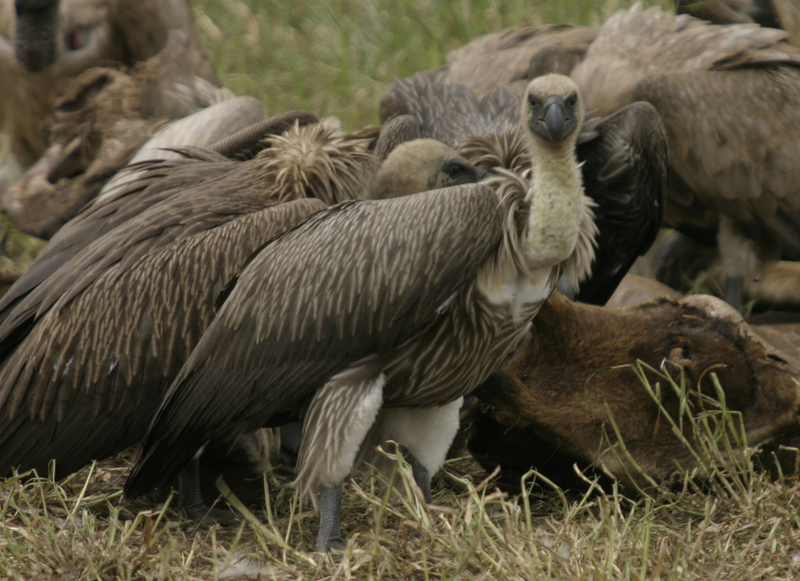 African White-backed Vultures feeding Kruger National Park South Africa; DISPLAY FULL IMAGE.