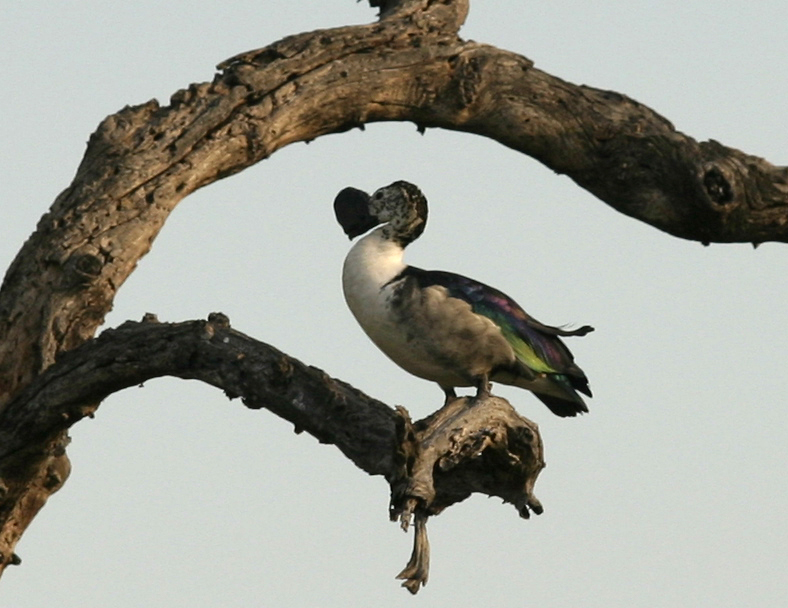 Identify this bird - What is this? -- Comb Duck or Knob-billed Duck; DISPLAY FULL IMAGE.