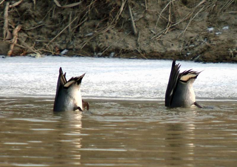 Synchronized Dipping (Teals); DISPLAY FULL IMAGE.