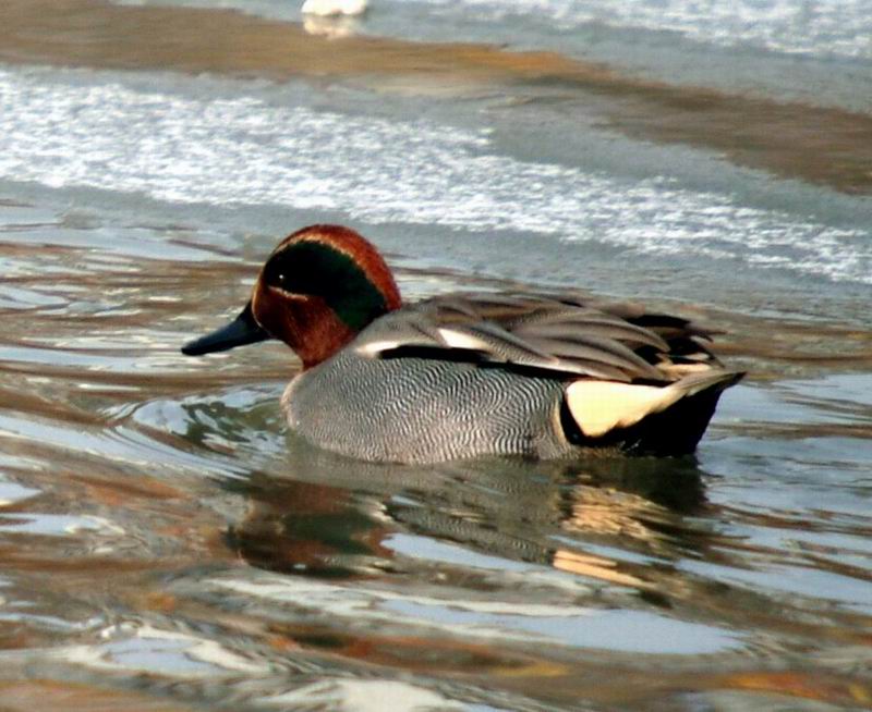 Common Teal (Anas crecca) {!--쇠오리-->; DISPLAY FULL IMAGE.