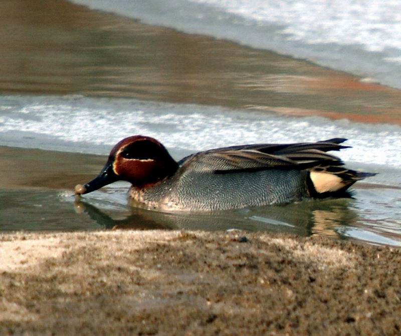 Common Teal (Anas crecca) {!--쇠오리-->; DISPLAY FULL IMAGE.