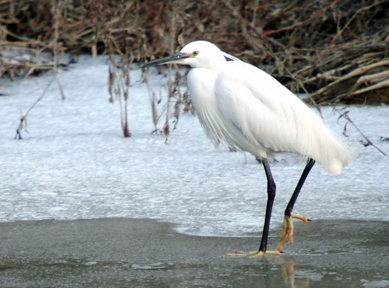 Little Egret (Egretta garzetta garzetta) {!--쇠백로-->; DISPLAY FULL IMAGE.