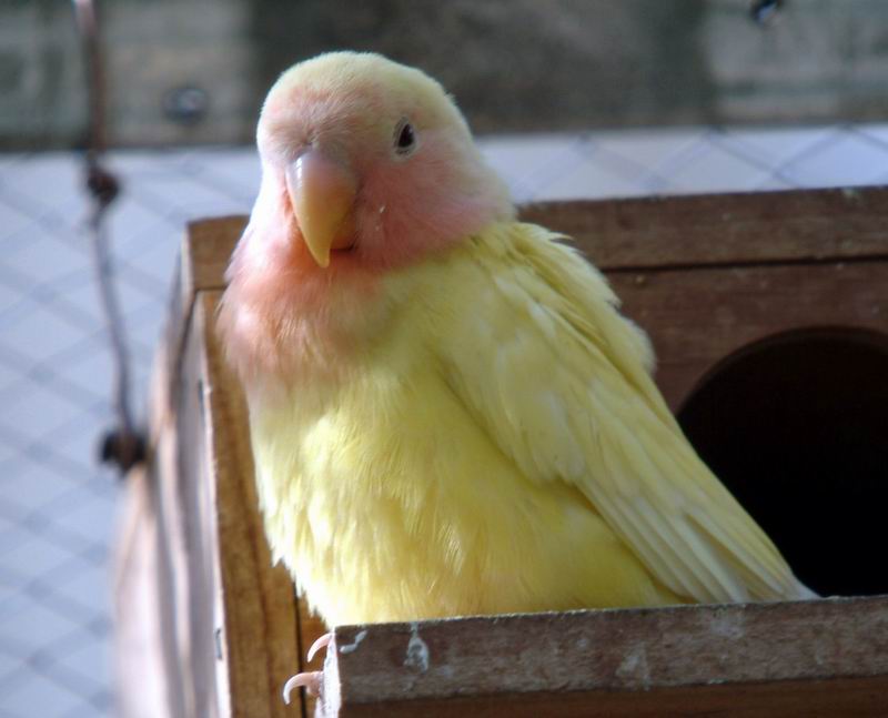 (Golden Cherry) Fischer's Lovebird (Agapornis fischeri) {!--모란앵무-->; DISPLAY FULL IMAGE.