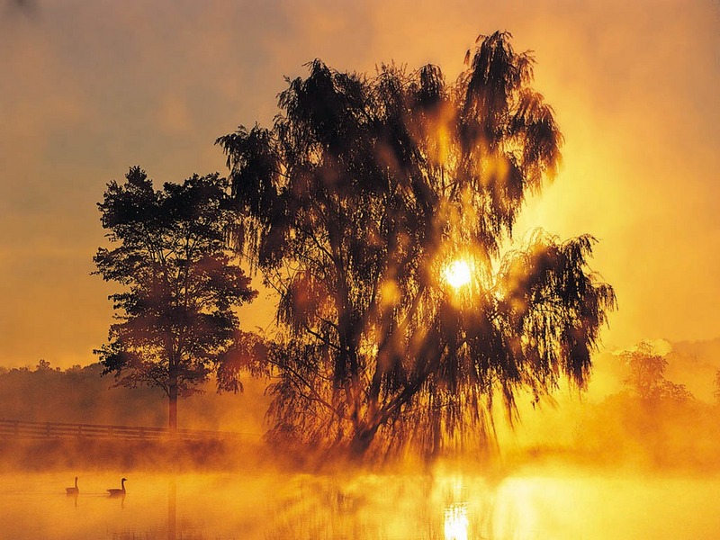 Screen Themes - Forests & Trees 2 - Geese on Pond; DISPLAY FULL IMAGE.