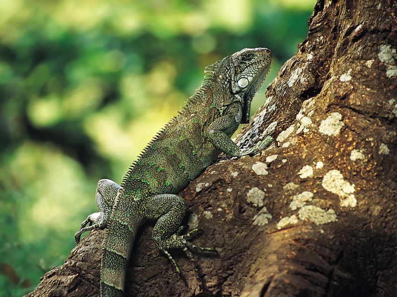 Screen Themes - Little Creatures - Amazon Green Iguana; DISPLAY FULL IMAGE.