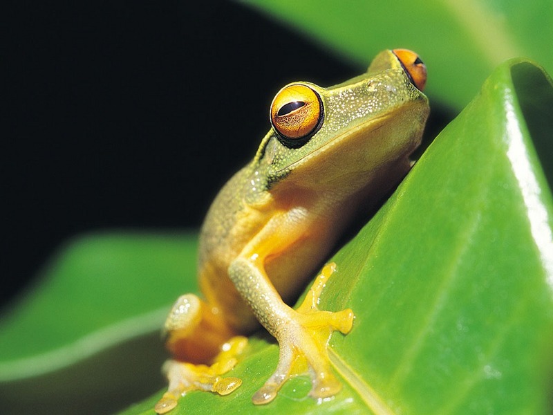 Screen Themes - Little Creatures - Orange-eyed Treefrog; DISPLAY FULL IMAGE.