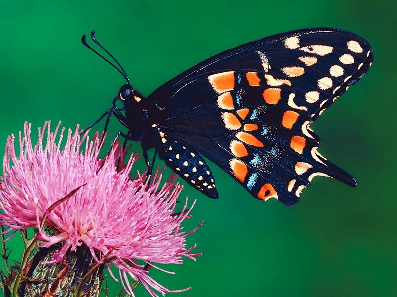 Screen Themes - Little Creatures - Pandora's Sphinx Butterfly; DISPLAY FULL IMAGE.