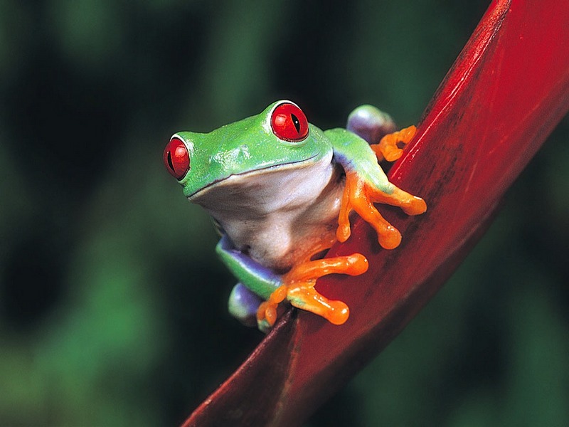 Screen Themes - Little Creatures - Red-eyed Treefrog; DISPLAY FULL IMAGE.