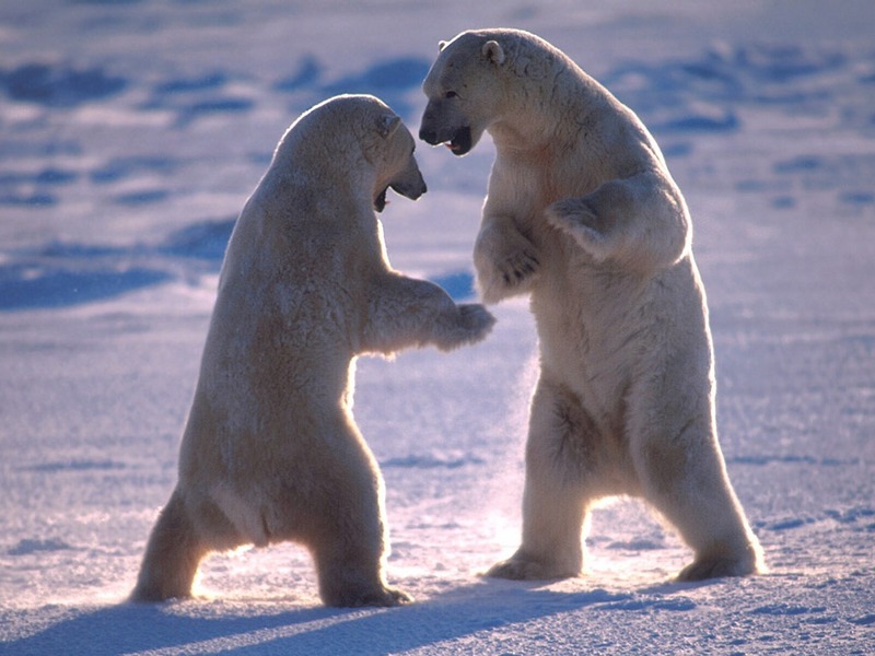 Screen Themes - Polar Bears - Dancing Bears; DISPLAY FULL IMAGE.