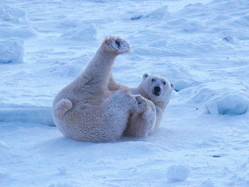 Screen Themes - Polar Bears - Lounging; DISPLAY FULL IMAGE.