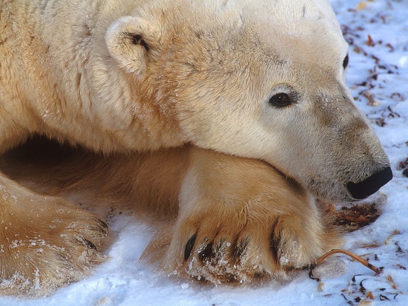 Screen Themes - Polar Bears - Resting; DISPLAY FULL IMAGE.