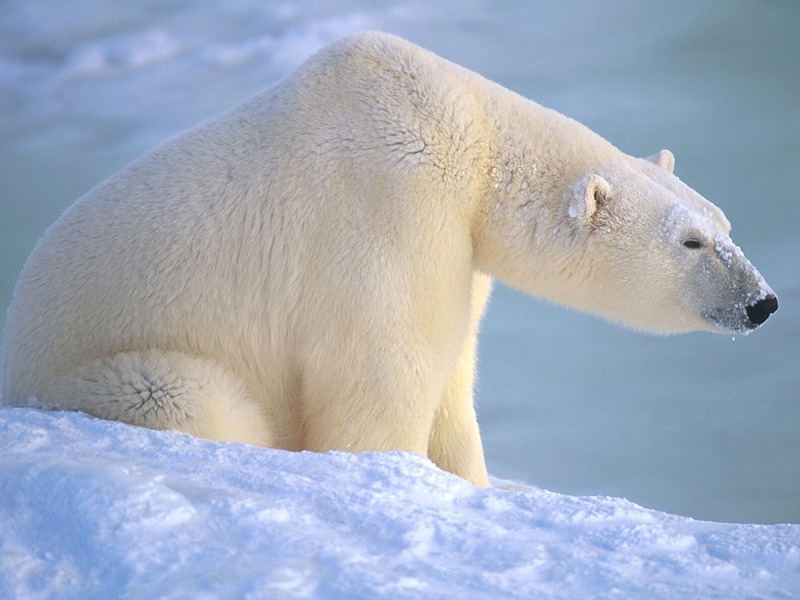 Screen Themes - Polar Bears - Sitting - Side; DISPLAY FULL IMAGE.