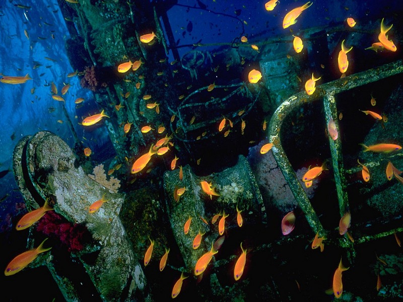 Screen Themes - Shipwrecks - Anthias in Shipwreck; DISPLAY FULL IMAGE.