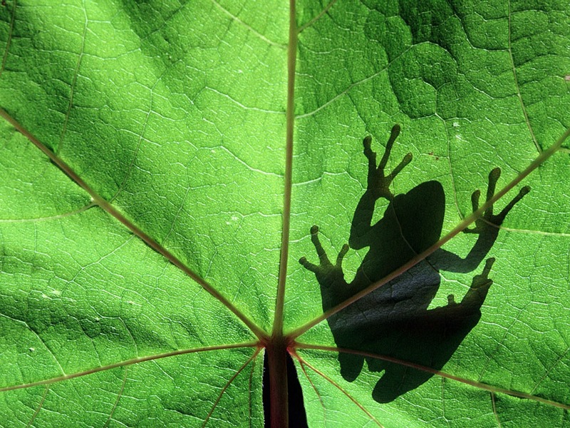 Screen Themes - Tropical Rainforest - Pacific Tree Frog; DISPLAY FULL IMAGE.