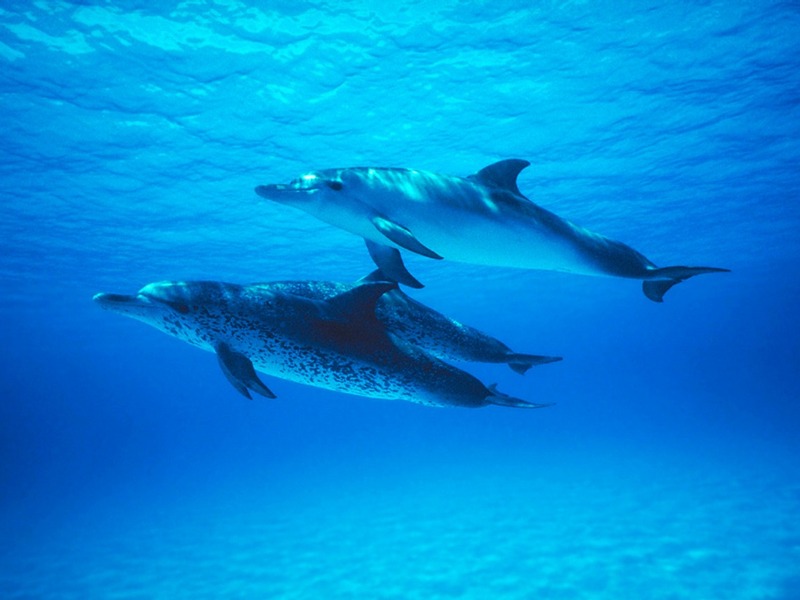 Screen Themes - Undersea Life 1 - Atlantic Spotted Dolphin trio; DISPLAY FULL IMAGE.
