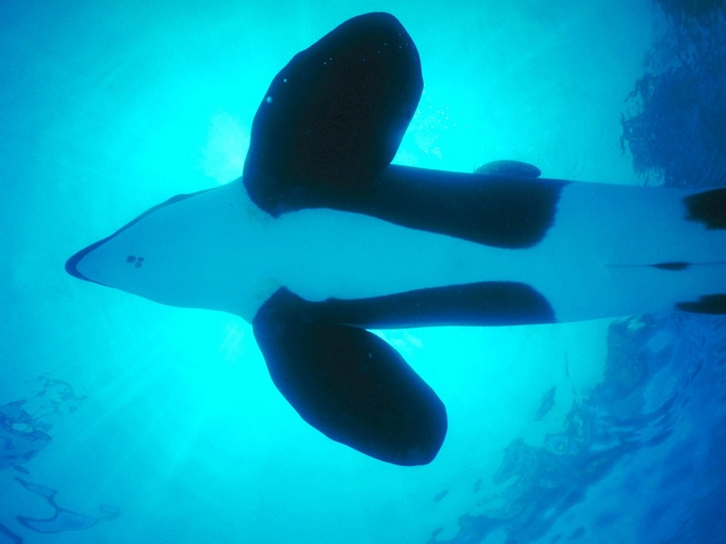 Screen Themes - Undersea Life 1 - Killer Whale; DISPLAY FULL IMAGE.