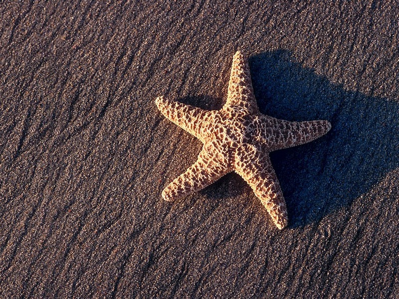 Screen Themes - Undersea Life 1 - Sea Star; DISPLAY FULL IMAGE.