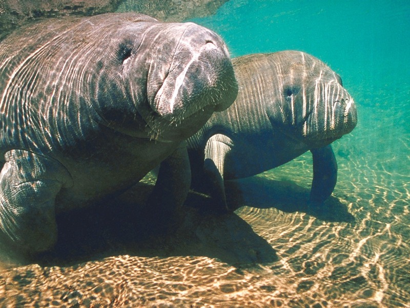 Screen Themes - Undersea Life 1 - Two Manatee; DISPLAY FULL IMAGE.