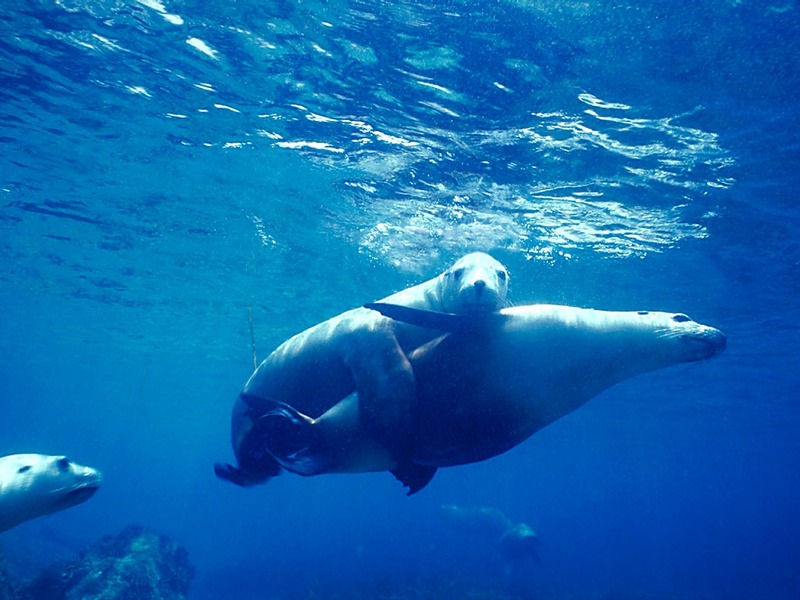 Screen Themes - Undersea Life 2 - Australian Sea Lions; DISPLAY FULL IMAGE.