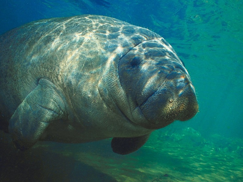 Screen Themes - Undersea Life 2 - Manatee; DISPLAY FULL IMAGE.