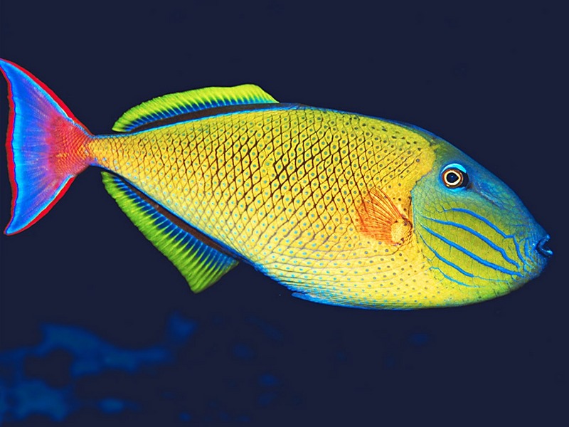 Screen Themes - Undersea Life 2 - Redtail Triggerfish; DISPLAY FULL IMAGE.